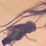Rare Cut Female Mosquito And Fungus Gnat In Dominican Amber.