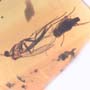 Rare Cut Female Mosquito And Fungus Gnat In Dominican Amber.