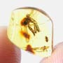 Rare Dance Fly And Black Scavenger Fly In Dominican Amber