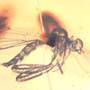 Rare Dance Fly And Black Scavenger Fly In Dominican Amber