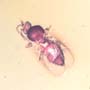 Rare Dance Fly And Black Scavenger Fly In Dominican Amber