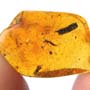 Rare Decomposed Gall Midge With Egg In Dominican Amber.
