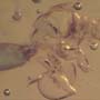 Rare Decomposed Gall Midge With Egg In Dominican Amber.