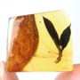 Rare Dicotyledon In Dominican Amber.