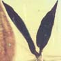 Rare Dicotyledon In Dominican Amber.