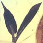 Rare Dicotyledon In Dominican Amber.