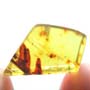 Rare Dicotyledon In Dominican Amber.