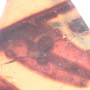 Rare Dicotyledon In Dominican Amber.