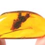 Rare Dirt Coverd With Web And True Midge In Dominican Amber