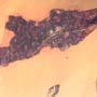 Rare Dirt Coverd With Web And True Midge In Dominican Amber