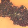 Rare Dirt Coverd With Web And True Midge In Dominican Amber