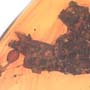 Rare Dirt Coverd With Web And True Midge In Dominican Amber