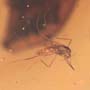 Rare Dirt Coverd With Web And True Midge In Dominican Amber