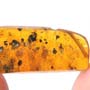 Rare Moth With Elongate Springtail On Its Wing In Dominican Amber.