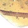 Rare Dragon Fly Tail In Dominican Amber.