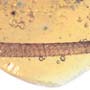 Rare Dragon Fly Tail In Dominican Amber.