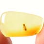 Rare Earwig In Dominican Amber