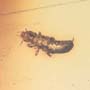 Rare Earwig In Dominican Amber