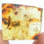 Rare Earwig In Dominican Amber