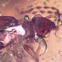 Rare Earwig In Dominican Amber