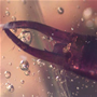 Rare Earwig In Dominican Amber
