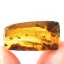 Rare Earwig In Dominican Amber
