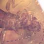 Rare Earwig In Dominican Amber