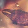 Rare Earwig In Dominican Amber