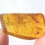 Rare Earwig In Dominican Amber