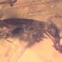 Rare Earwig In Dominican Amber