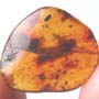 Rare Earwig In Dominican Amber