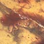 Rare Earwig In Dominican Amber