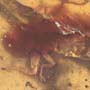 Rare Earwig In Dominican Amber