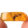 Rare Earwig In Dominican Amber