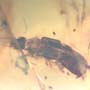 Rare Earwig In Dominican Amber