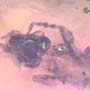 Rare Earwig In Dominican Amber