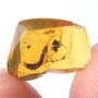 Rare Earwig In Dominican Amber