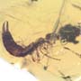Rare Earwig In Dominican Amber