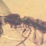 Rare Earwig In Dominican Amber