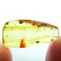 Rare Earwig In Dominican Amber
