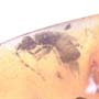 Rare Earwig In Dominican Amber
