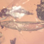 Rare Egg And Snipe Fly In Dominican Amber