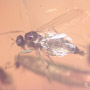 Rare Egg And Snipe Fly In Dominican Amber