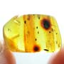 Rare Egg In Dominican Amber