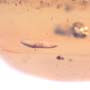 Rare Egg In Dominican Amber