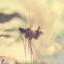 Rare Eggs And Two Gall Midge In Dominican Amber.