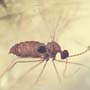 Rare Eggs And Two Gall Midge In Dominican Amber.