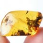 Rare Eight Larvae Of Ant And 2 Worker Ants In Dominican Amber