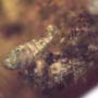 Rare Eight Larvae Of Ant And 2 Worker Ants In Dominican Amber