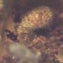 Rare Eight Larvae Of Ant And 2 Worker Ants In Dominican Amber